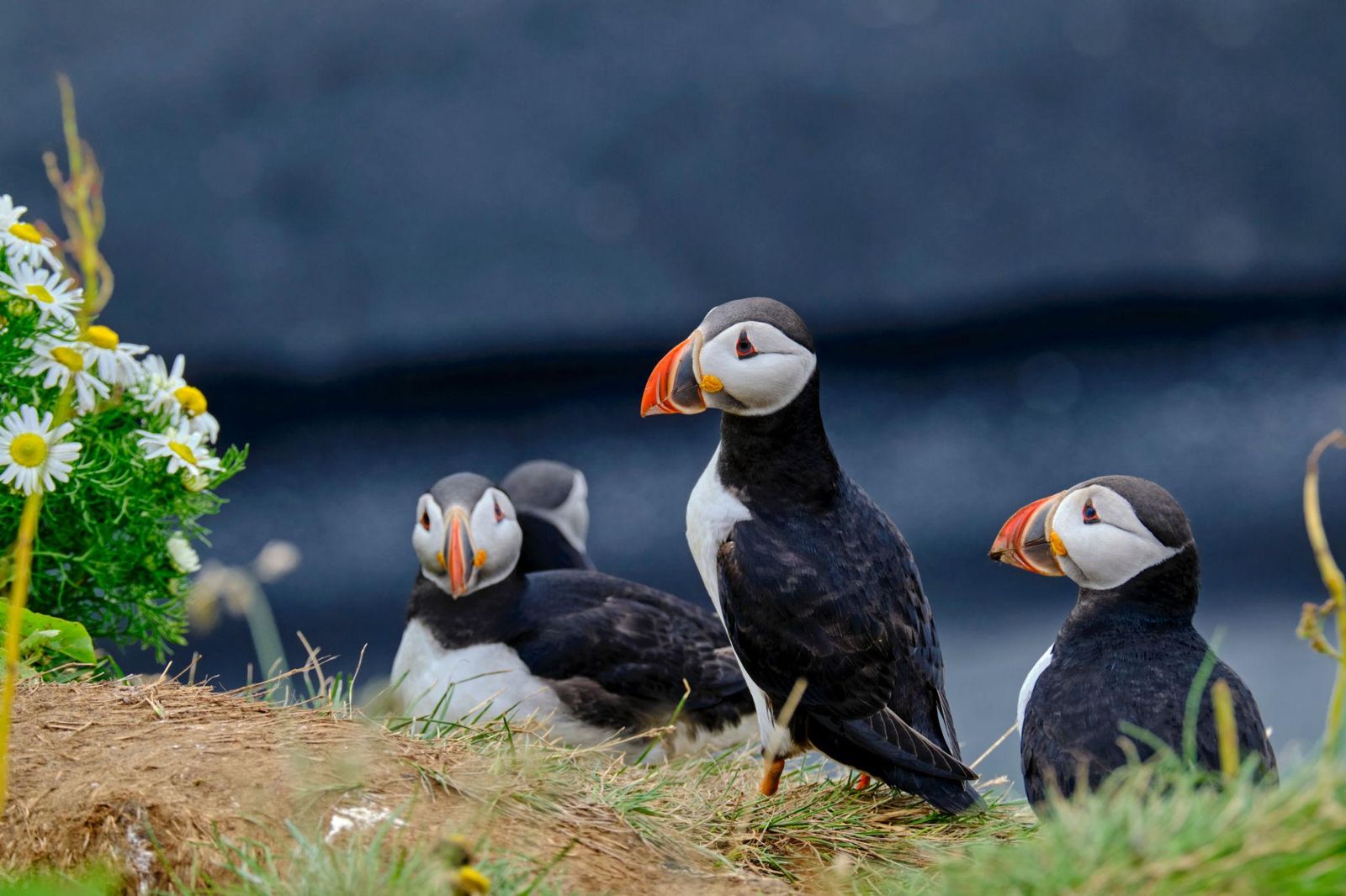 The Grand Tour of Iceland with Friends — a photo from one of our own departures